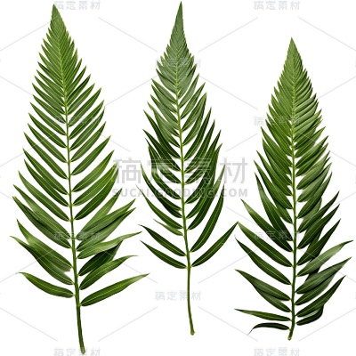 植物绿叶叶子