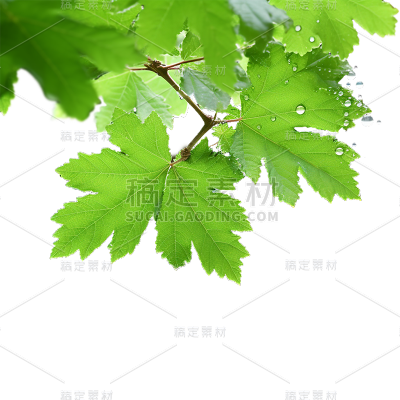 通用绿色树叶植物叶子元素贴纸