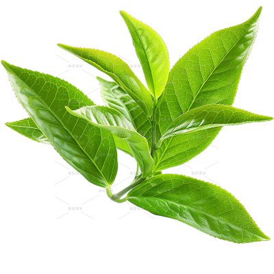 饮品系列多簇新鲜刚采摘的嫩茶叶