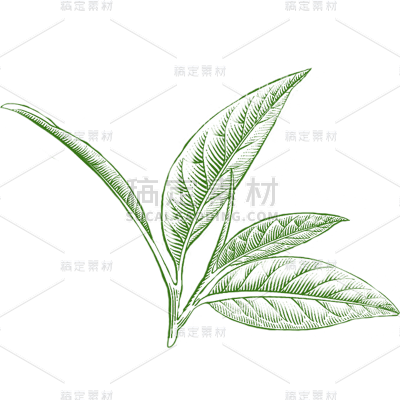 植物通用绿色手绘线条茶叶元素素材