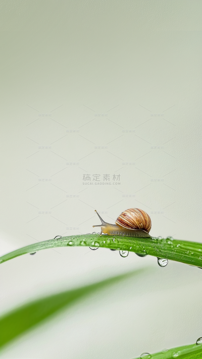 惊蛰清新感实景近景植物昆虫水珠组合背景
