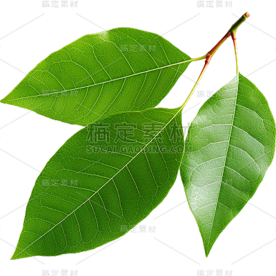 通用绿色树叶植物叶子元素贴纸