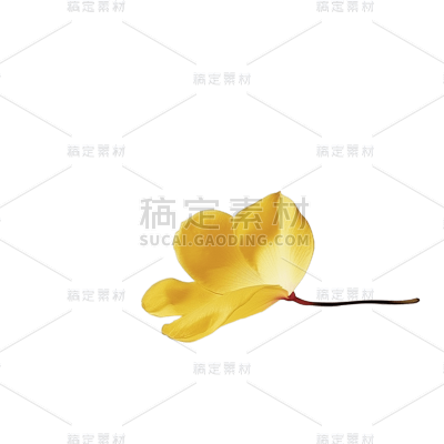 黄色花瓣花朵