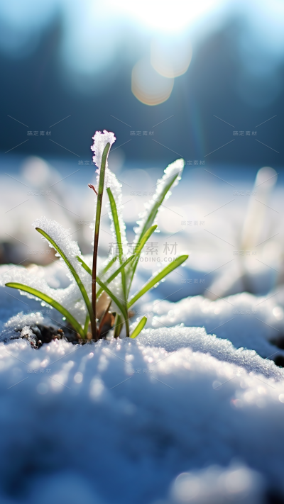 冬天冬季冬日雪景风景植物背景