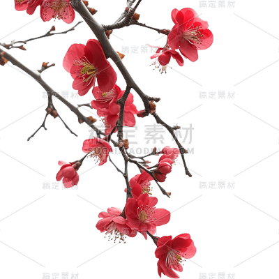实景红色梅花花朵