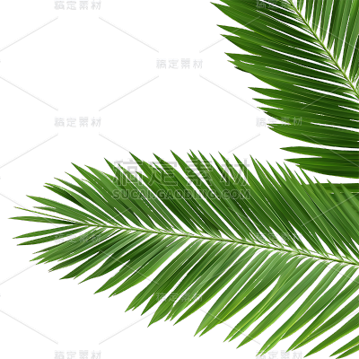 绿色植物叶子树叶装饰元素