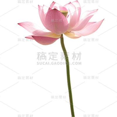 荷花免抠元素
