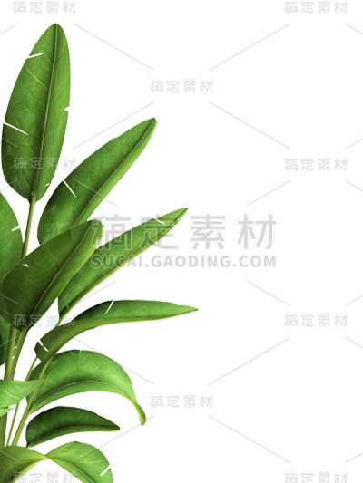 绿色叶子植物树叶天堂鸟
