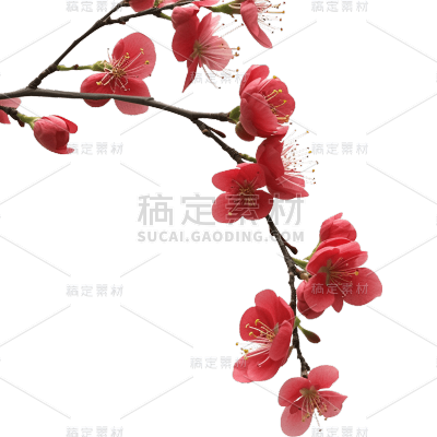 实景红色梅花花朵