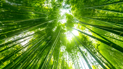 植物通用实景仰视竹林背景场景图片素材
