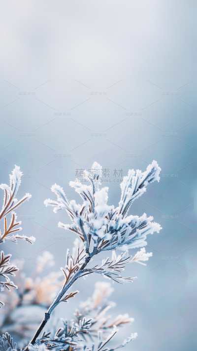 冬天通用实景冬季植物特写结霜背景