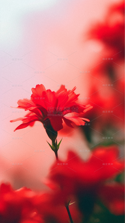 背景通用红色花朵实景特写高清玫瑰背景图片素材