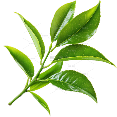 植物系列写实茶叶枝叶元素