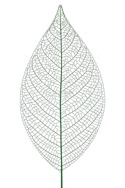 常规内容-植物系列植物线稿元素