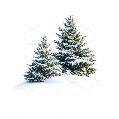 冬天通用写实落雪松树元素
