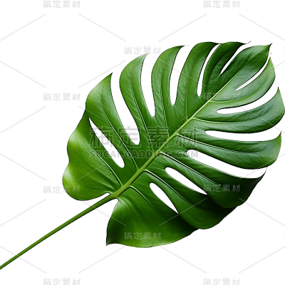 绿色植物叶子树叶装饰元素
