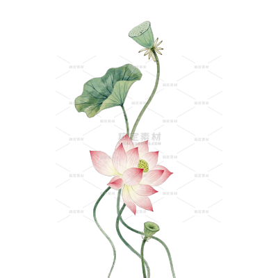 夏季节国风水彩荷花荷叶插画元素