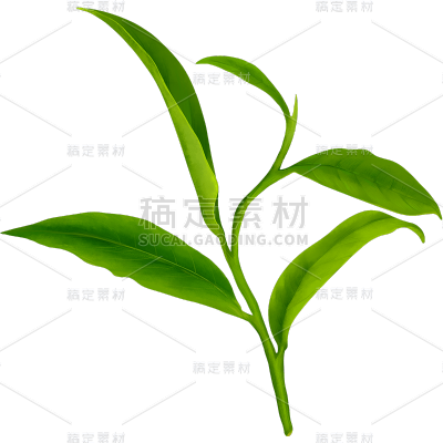 植物绿叶茶叶元素素材