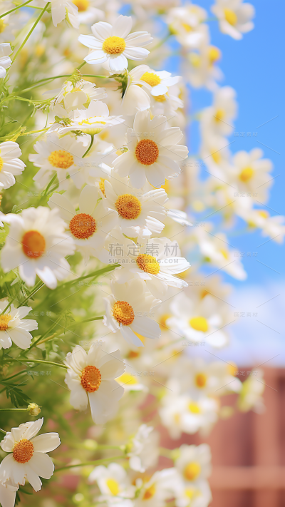 春天春季春日氛围感实景繁花背景场景图片素材-雏菊