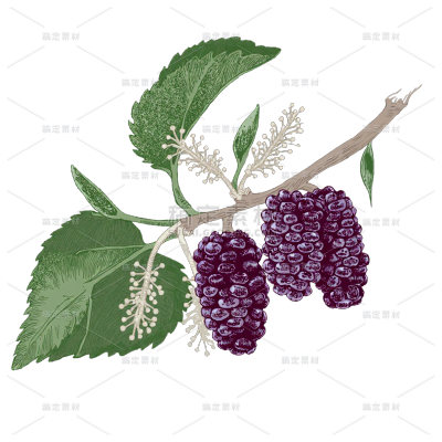 果蔬系列手绘风肌理感桑葚插画元素（td）