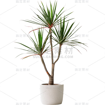 植物通用实景单个盆栽绿植元素素材