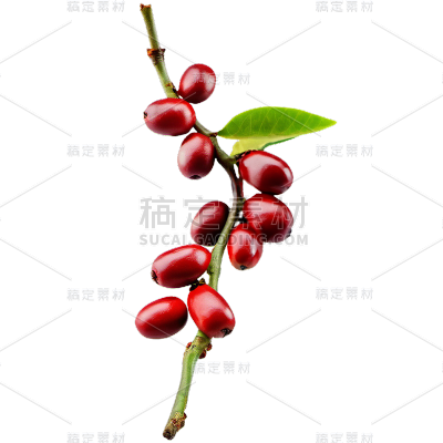 咖啡豆原料植物免抠png元素素材