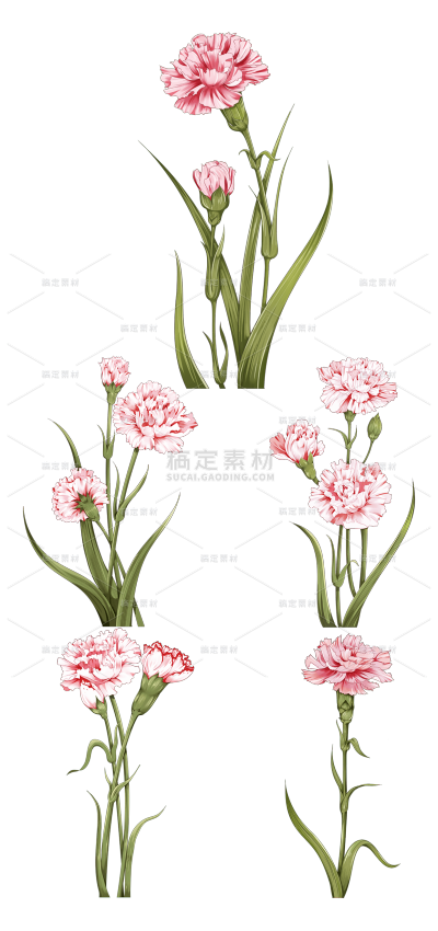 2309SC-素材组合-粉色手绘康乃馨母亲节元素