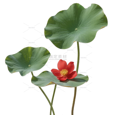 夏季节气实景感荷花荷叶元素