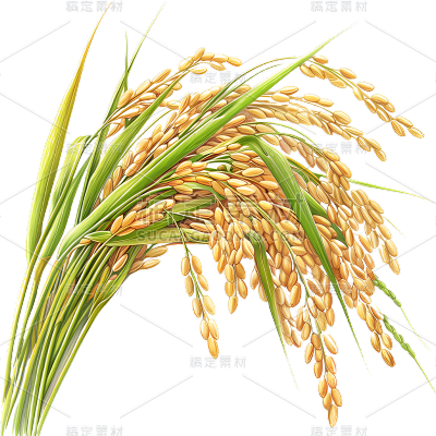 植物通用写实插画麦穗元素素材