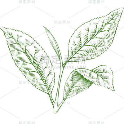 植物通用绿色手绘线条茶叶元素素材