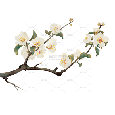 植物系列国风工笔画半边梨花花枝