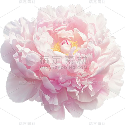 植物通用实景牡丹花朵元素素材