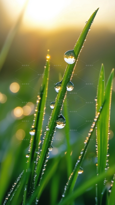 雨水实景感花草水珠背景