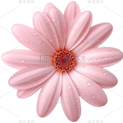 粉色菊花雏菊25