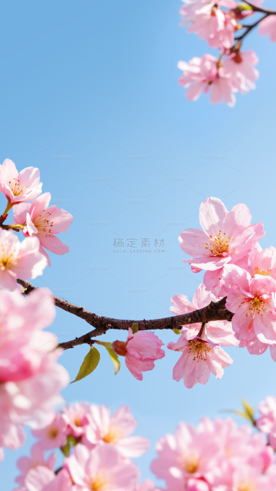  植物系列 唯美感写实春日桃花展台 