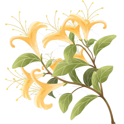 植物系列扁平插画风金银花花枝贴纸 