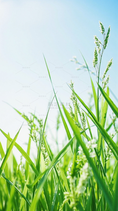 植物系列实景感低角度仰视植物天空场景背景