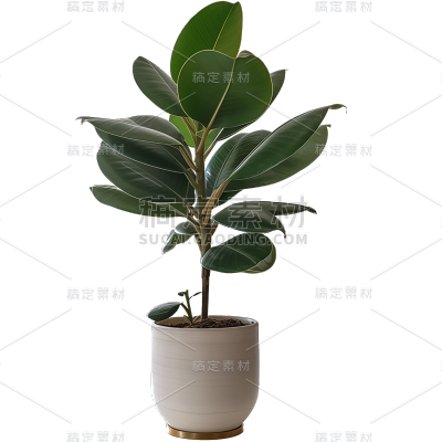 植物通用实景盆栽绿植元素素材