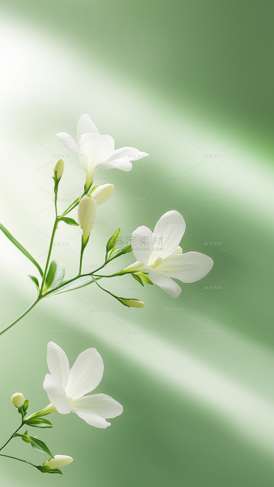 植物系列光影感栀子花绿叶绿色背景