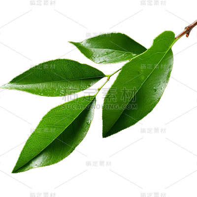 通用绿色树叶植物叶子元素贴纸