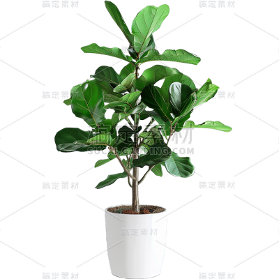 植物通用实景盆栽绿植元素素材