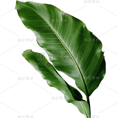通用绿色树叶植物香蕉叶叶子元素贴纸