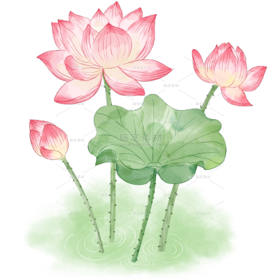 植物系列插画风水粉画荷花荷叶池塘元素