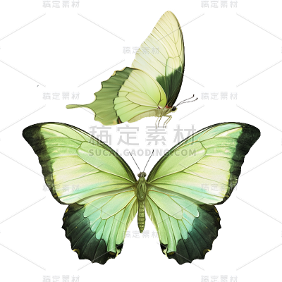 动物系列水彩蝴蝶插画贴纸
