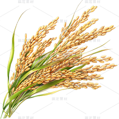 植物通用写实插画麦穗元素素材