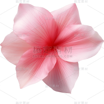 粉色花朵24