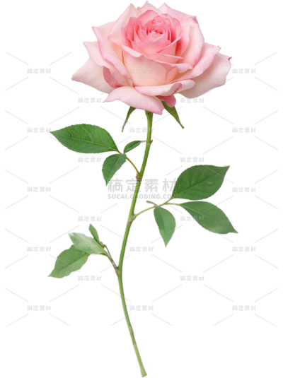 植物系列写实风花朵花枝元素