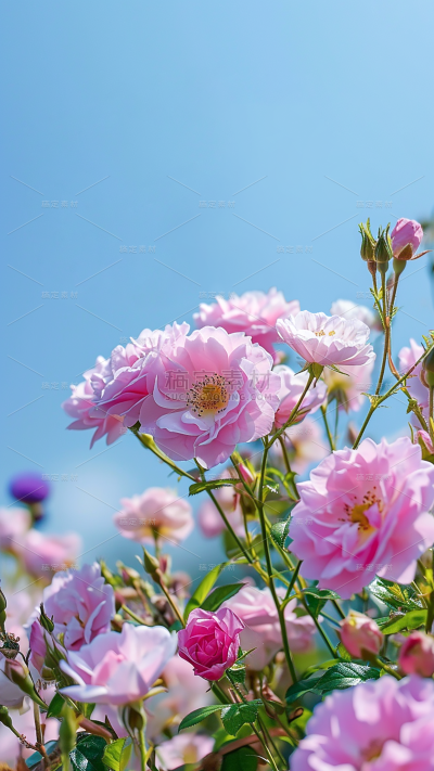 春天春季春日氛围感实景繁花背景场景图片素材