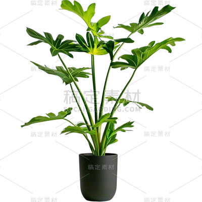 植物通用实景单个盆栽绿植元素素材