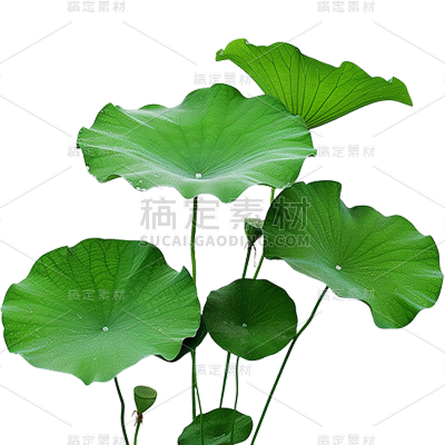 夏天通用实景荷叶绿色植物元素素材